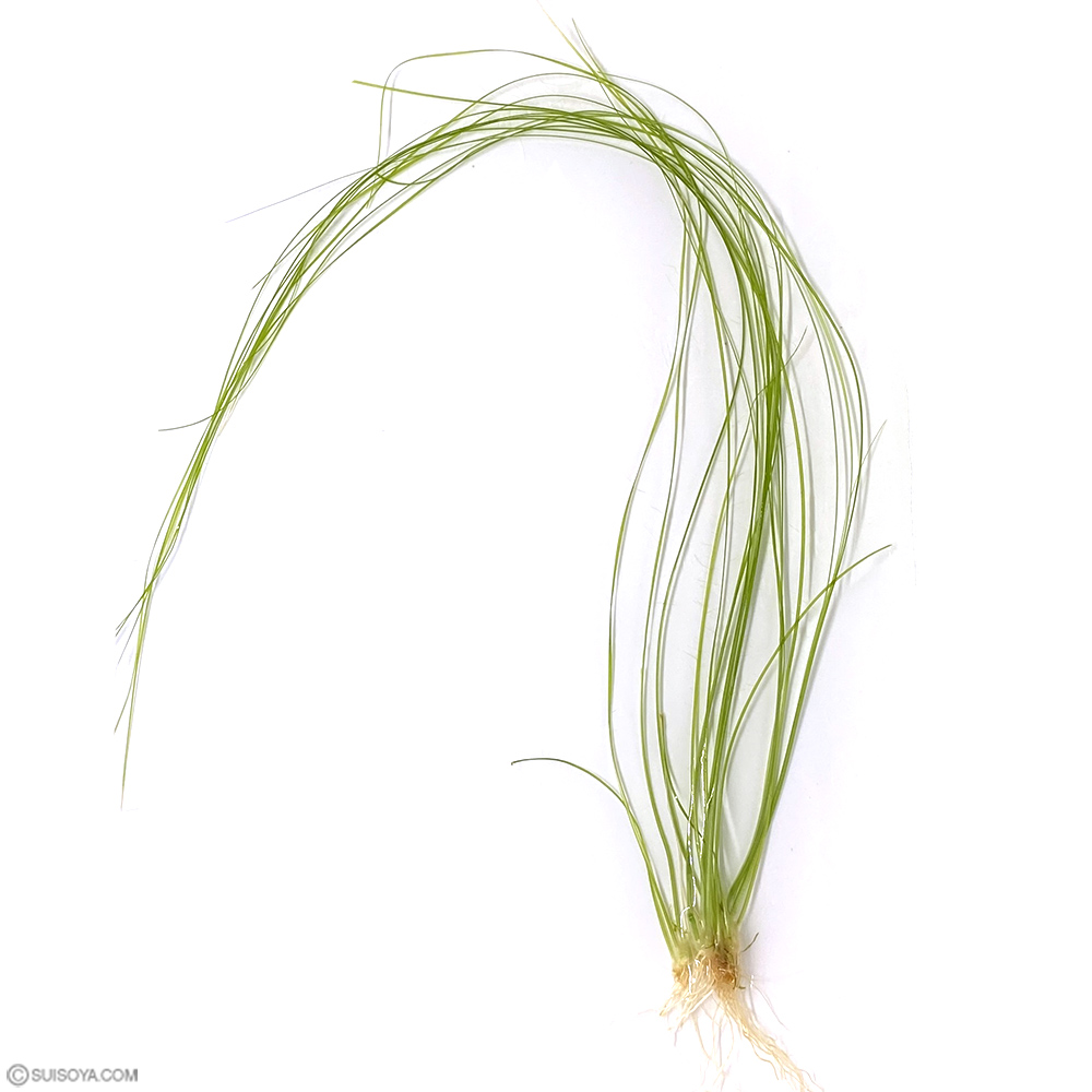 ソーシャルフェザーダスター(2株)