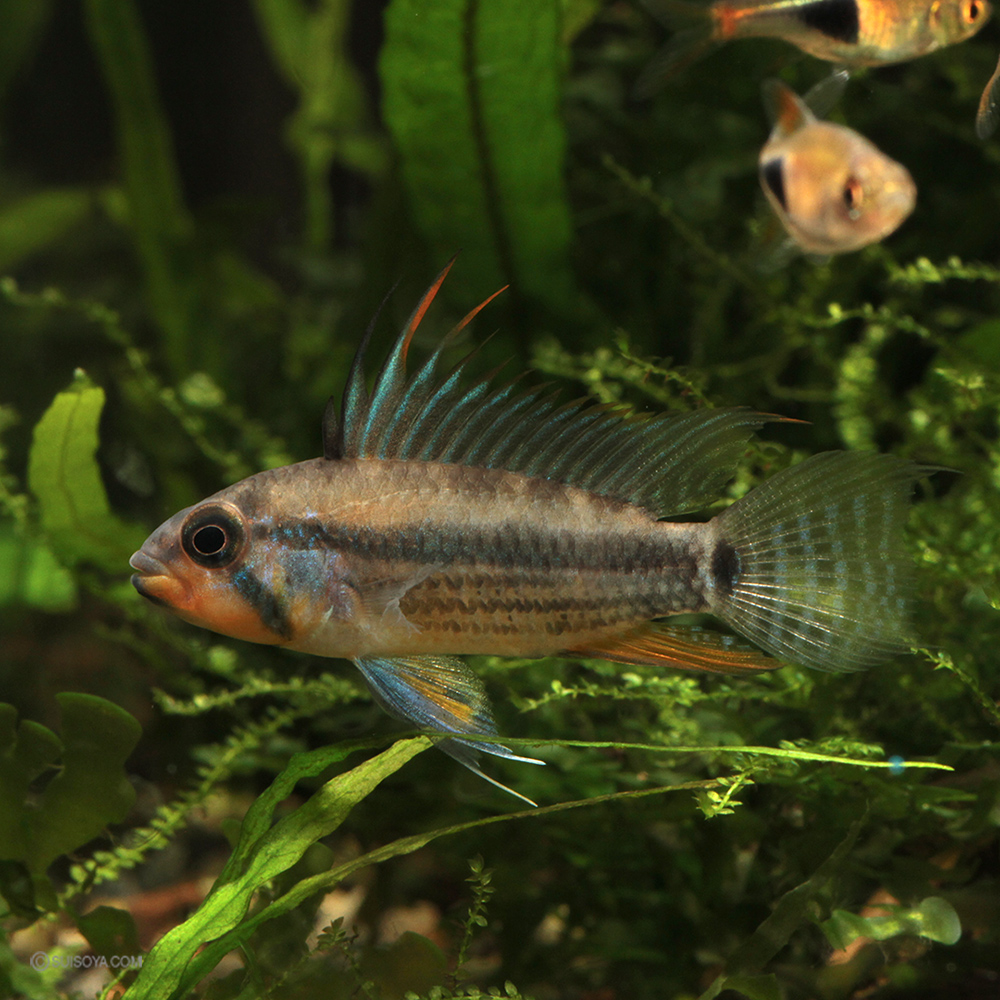 【写真の個体をお届け】アピストグラマ・アルパフアヨ（ユルエンシス）WILD NAUTA産