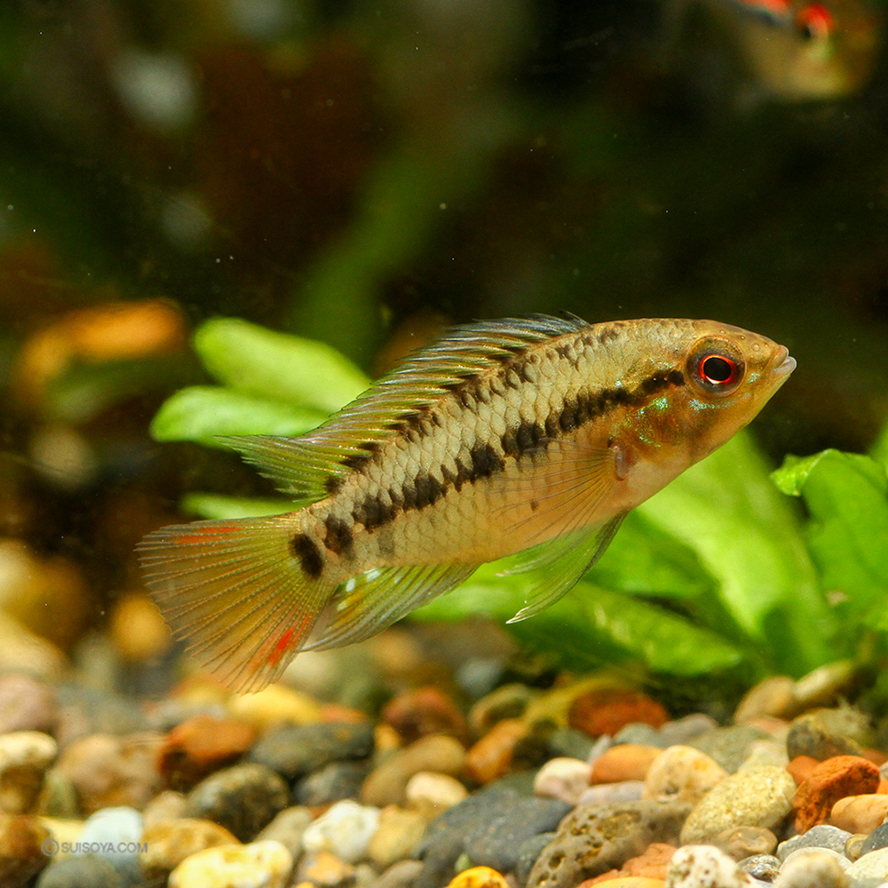 アピストグラマ・ホイグネイ オス