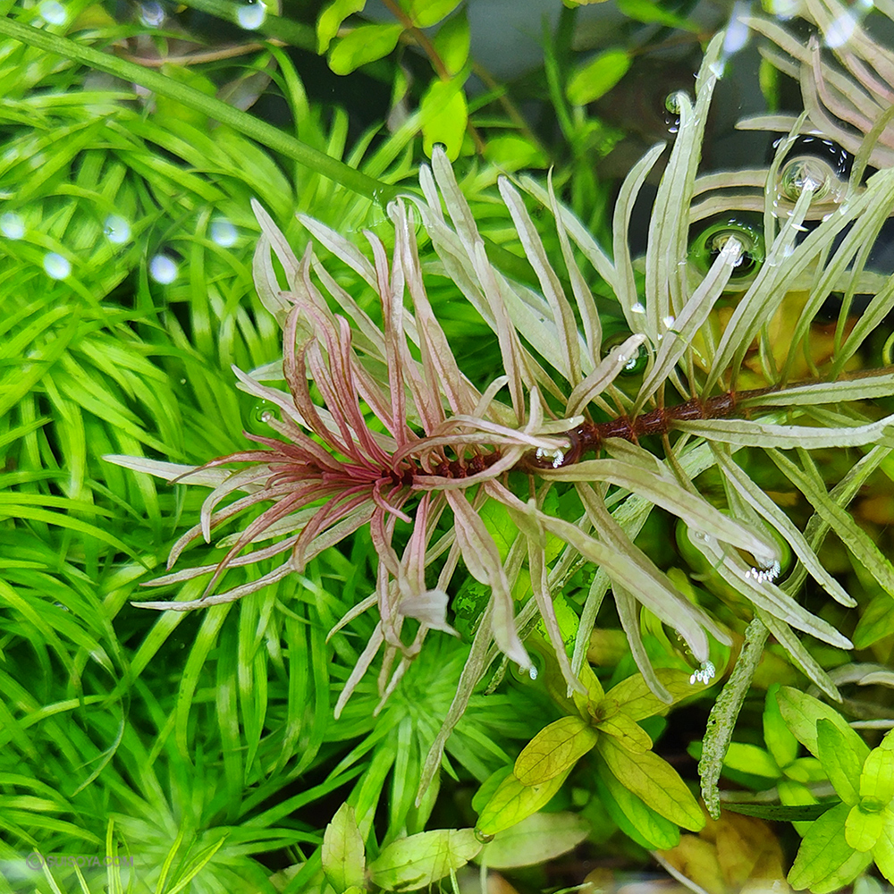 ルドウィジア インクリナーター　キューバ 斑入り