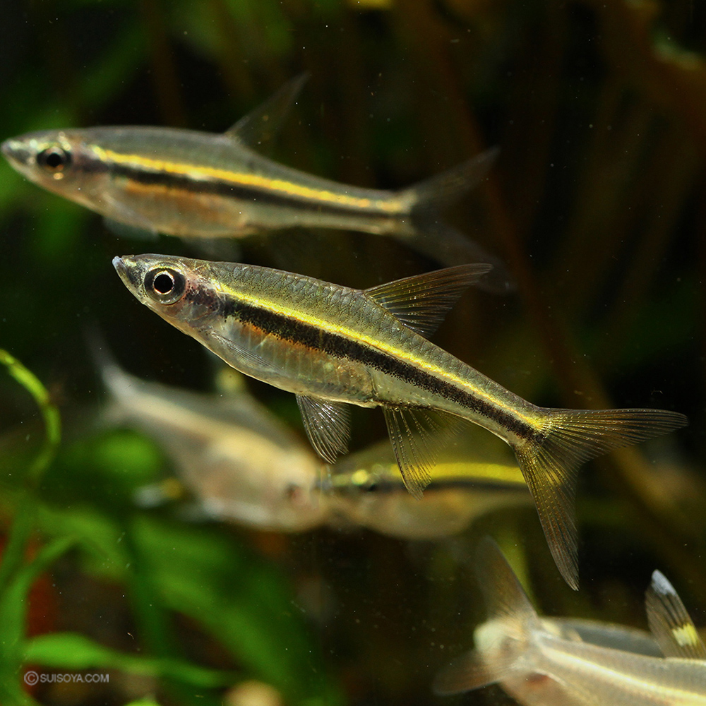 【細身のコイの仲間】ラスボラ・アギリス