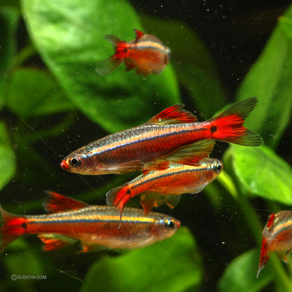 ロングフィンカージナルアカヒレ繁殖個体3