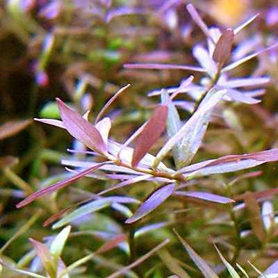 ニューロタラsp