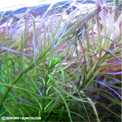 オランダ？？？