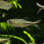 カラシンsp.