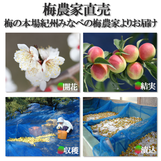 rabbit 朝採れ南高梅15kg 0ca4da8a156388b9d666b4bef0d45a