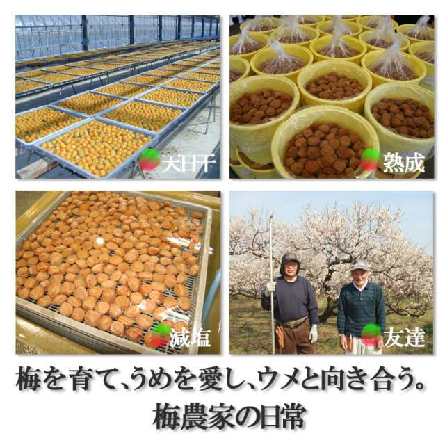 紀州つぶれ梅干し2.4kg はちみつ昆布だし入【はちみつ梅】【南高