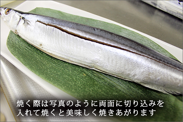 岩手県宮古より直送 潮風さんま（さんまの丸干し）