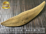 本枯節　背節