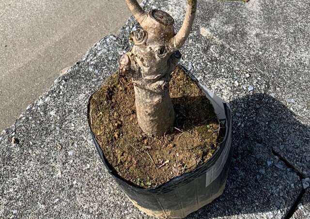 マンゴーの苗木