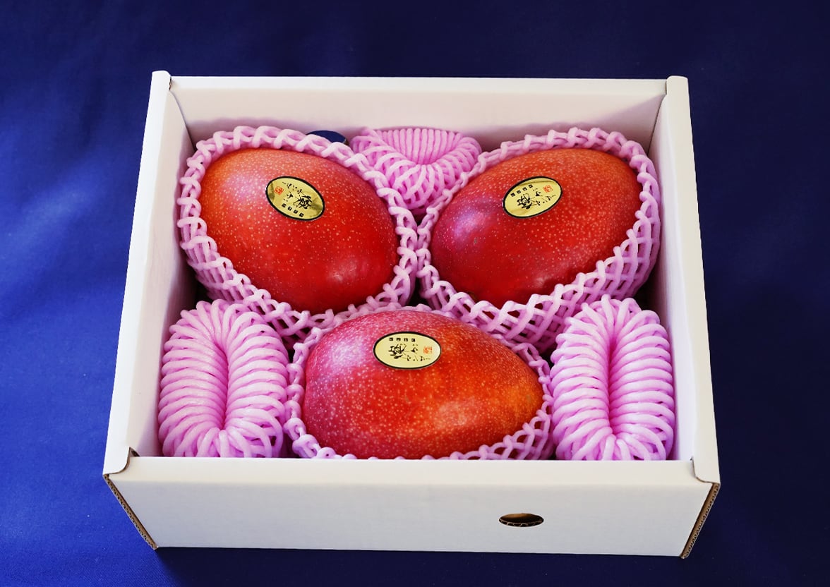 燦々マンゴー 優 1.5kg (3~4玉)