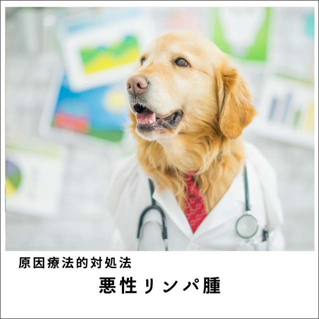 愛犬・愛猫の悪性リンパ腫セミナー2020