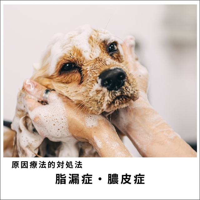 愛犬・愛猫の脂漏症＆膿皮症セミナー2020