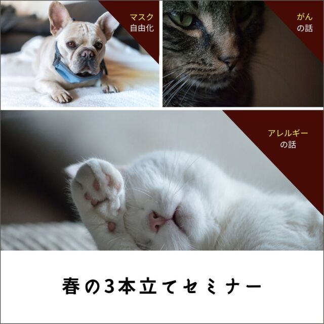 緊急開催！春の3本立てセミナー2023