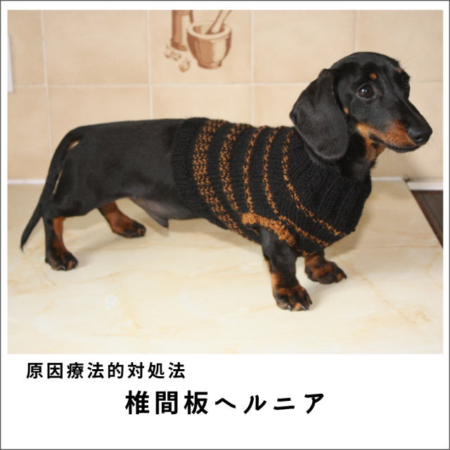 愛犬・愛猫の椎間板ヘルニア2020