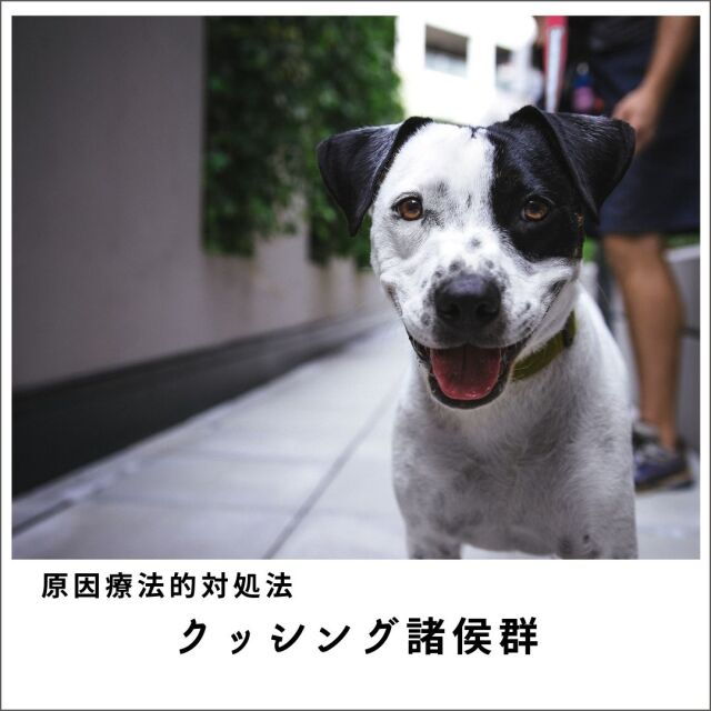 愛犬・愛猫のクッシング症候群セミナー2020