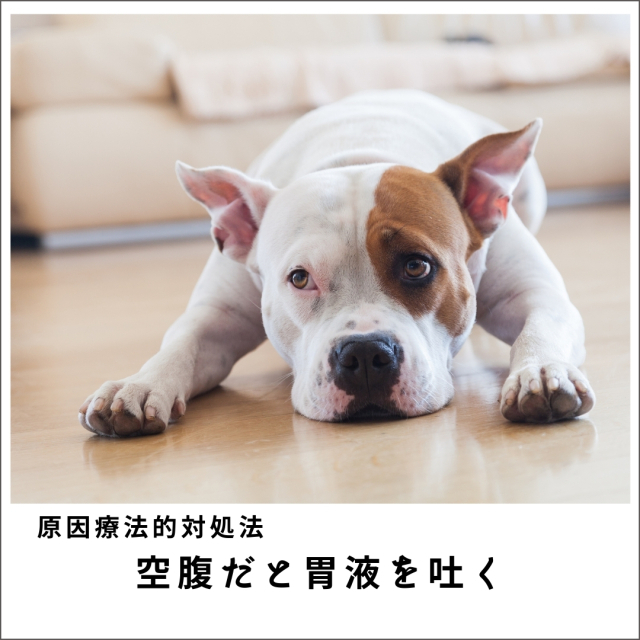 愛犬・愛猫の空腹だと胃液を吐く2020