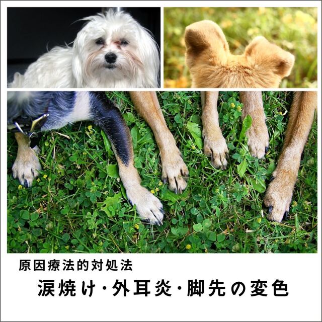 愛犬・愛猫の涙焼け・外耳炎・脚先の変色2020