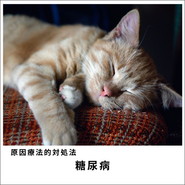 愛犬・愛猫の糖尿病セミナー2020