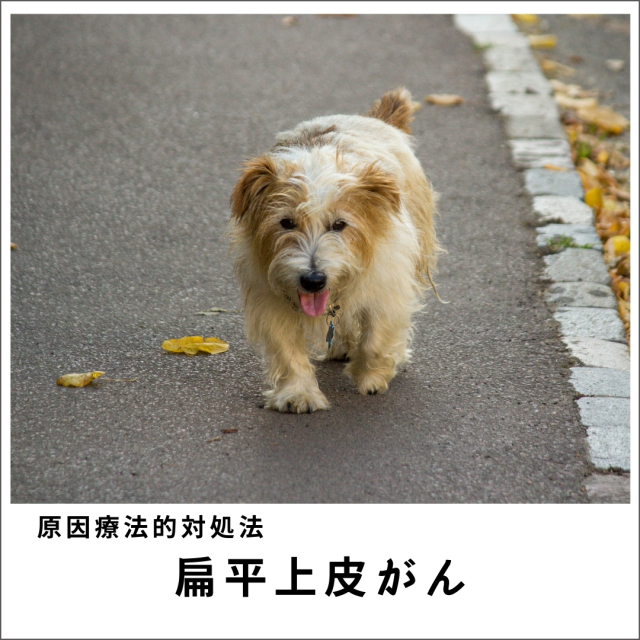 愛犬・愛猫の扁平上皮がんセミナー2020
