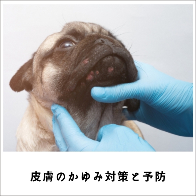 皮膚のかゆみ対策と予防 諦めない犬猫の飼い主ができること 原因療法編 2022