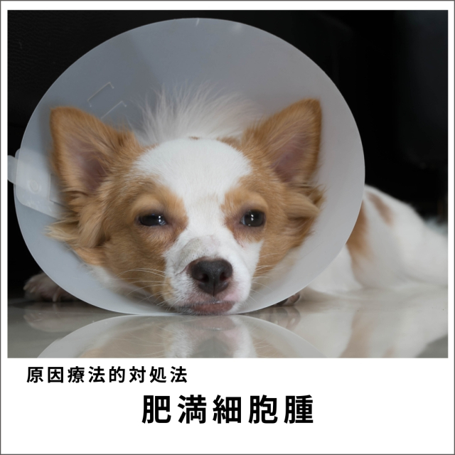 愛犬・愛猫の肥満細胞腫セミナー2020