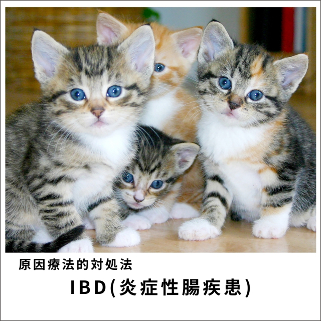 愛犬・愛猫のIBD（炎症性腸疾患）セミナー2020　