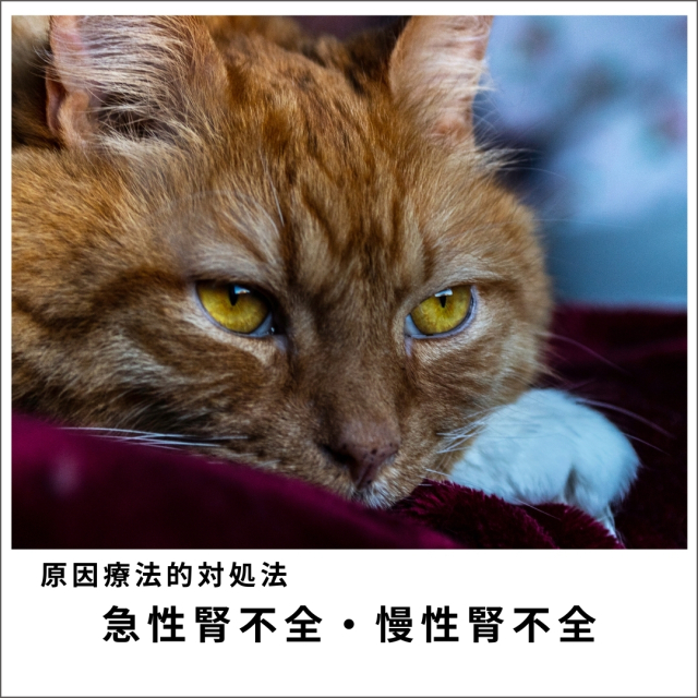 愛犬・愛猫の急性腎不全・慢性腎不全セミナー2020