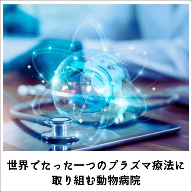 世界でたった一つのプラズマ療法に取り組む動物病院