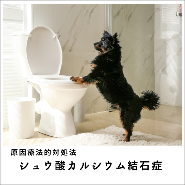 愛犬・愛猫のシュウ酸カルシウム結石症セミナー2020