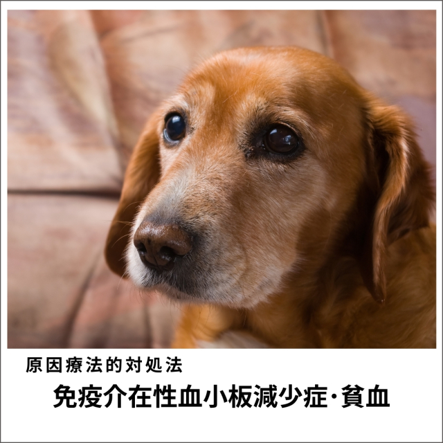 愛犬・愛猫の免疫介在性貧血・免疫介在性血小板減少症の原因療法的対処