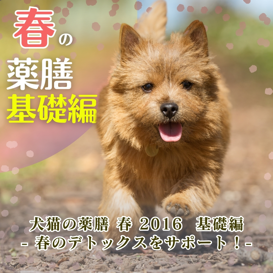 【配信教材】犬猫の薬膳　春　2016　基礎編　- 春のデトックスをサポート！ -　(121分)