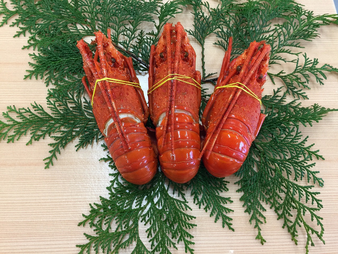 ボイル伊勢海老 1尾 海産物販売 鈴八フーズ