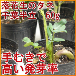 落花生の種　千葉半立(ちばはんだち)　【60ｇ（約50～70粒）】[栽培用][手むきで高い発芽率] [千葉県産ピーナッツ]