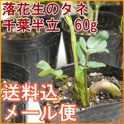 【送料込】【メール便】 落花生の種　千葉半立(ちばはんだち)　【60ｇ（約50～70粒）】[栽培用][手むきで高い発芽率] [千葉県産ピーナッツ]