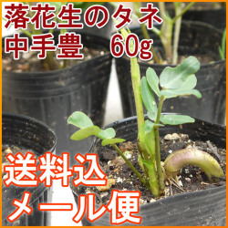 【送料込】【メール便】 落花生の種　中手豊種(なかてゆたか)　【60ｇ（約40～60粒）】[栽培用][手むきで高い発芽率] [千葉県産ピーナッツ]