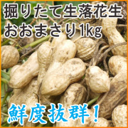 【冷蔵便】【新豆】掘りたて生落花生 大きな落花生おおまさり 1kg （500g×2袋入）[茹で用] 【※商品説明の注意事項必読】【※お届け日指定不可】【販売予定：9月～10月】