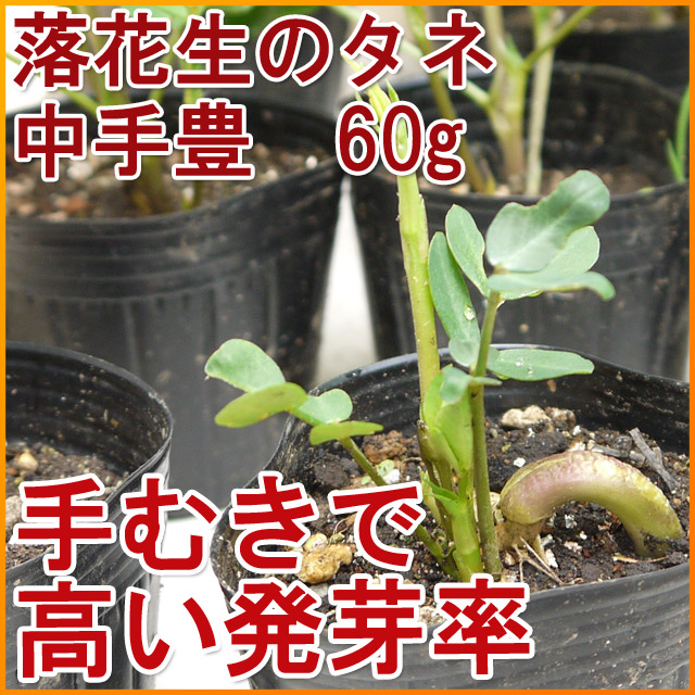 落花生の種　中手豊(なかてゆたか)　【60ｇ（約40～60粒）】[栽培用][手むきで高い発芽率] [千葉県産ピーナッツ]