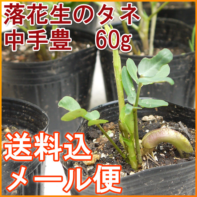 【送料込】【メール便】 落花生の種　中手豊種(なかてゆたか)　【60ｇ（約40～60粒）】[栽培用][手むきで高い発芽率] [千葉県産ピーナッツ]