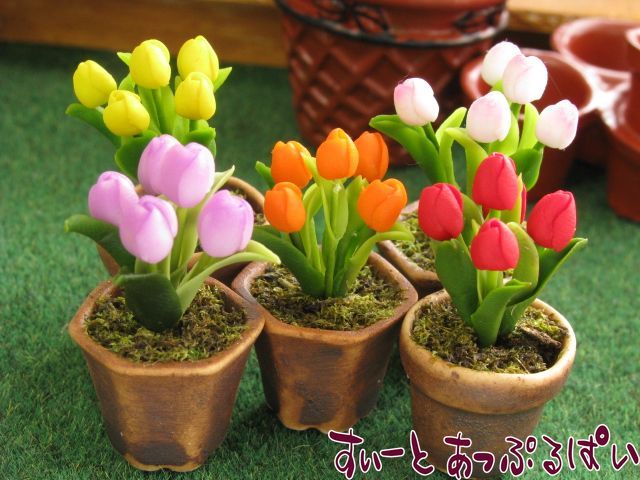 tulip