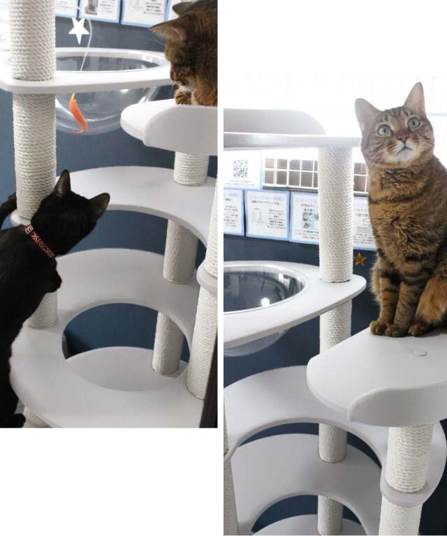 ONEKOSAMA おねこさま 木製 キャットタワー【MAISON】メゾン