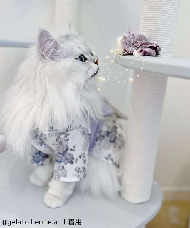 ONEKOSAMA OINUSAMA 猫 犬 服 おしゃれ 着せやすい コスプレ