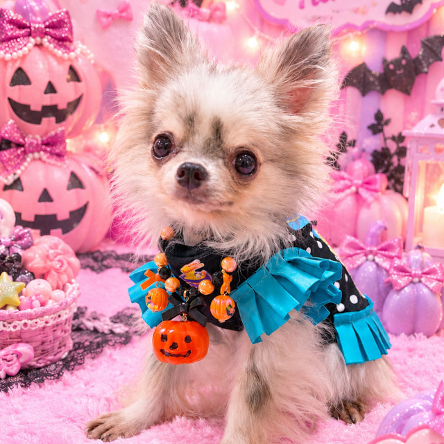 【baby maryコラボ】るんるんハロウィンネックレス