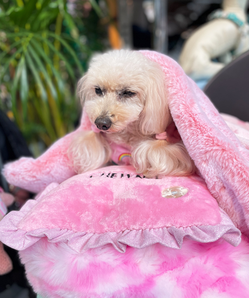 Luna Blue☆ルナブルー】チュウネル ドッグピロー | ワンちゃんの