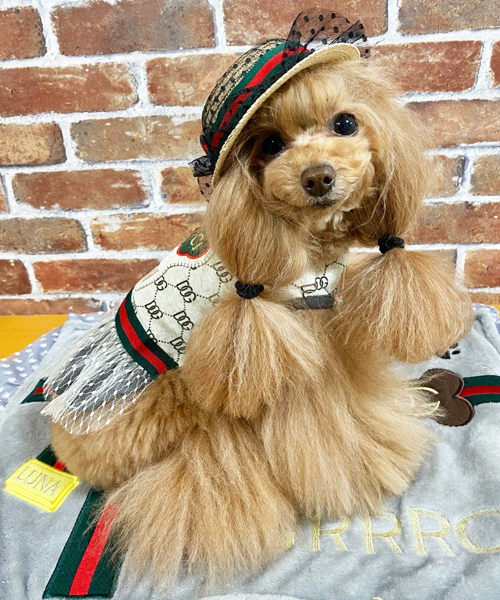 Luna Blue ルナブルー 　新品　サイズXXS 犬服　レア　おまけ付き Luna Blue☆ルナブルー】ウーファニー サーフ タンク | ワン