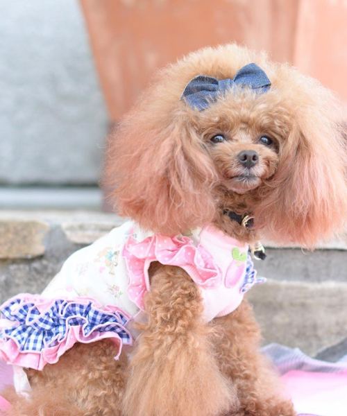 Sweet Candy】ラムネちゃんワンピース | ワンちゃんのセレクトショップ