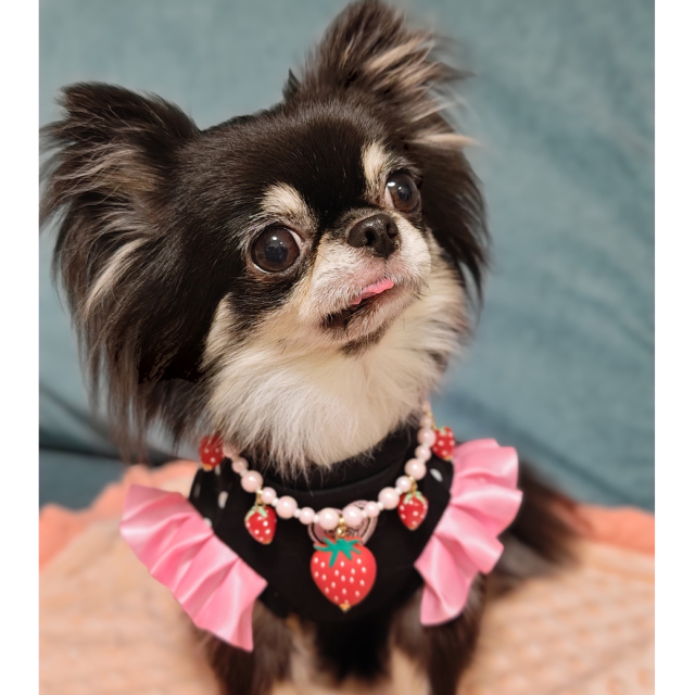 baby maryコラボ】フルーツネックレス| ワンちゃんのセレクトショップ