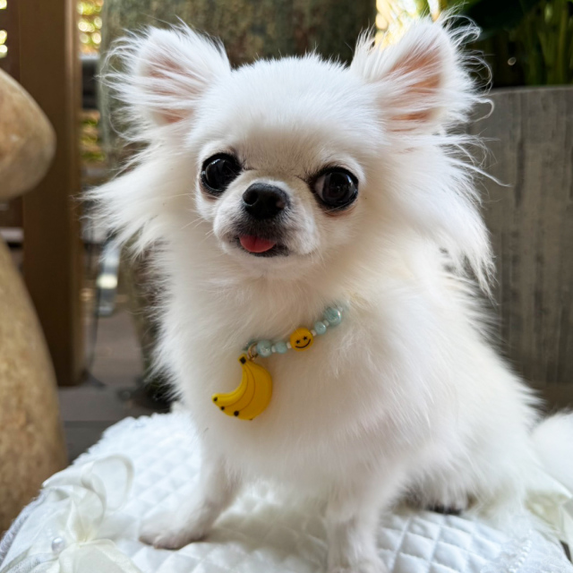 baby maryコラボ】フルーツネックレス| ワンちゃんのセレクトショップ