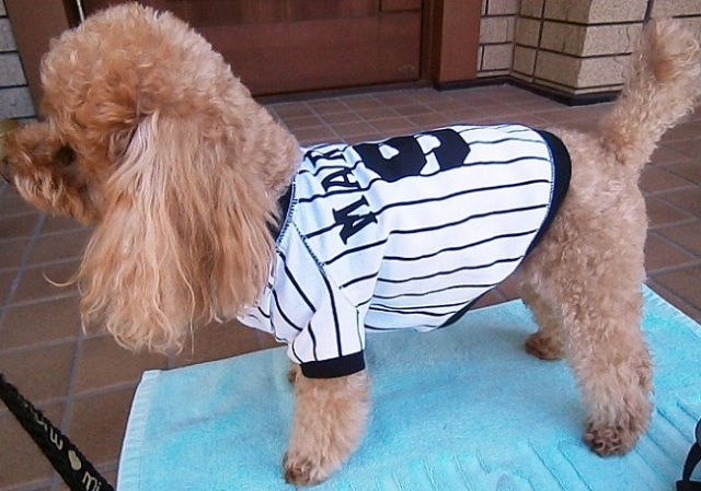 わんこ服　オーダー見本 e9938bf02eb4d35cd9456601c2d0d7