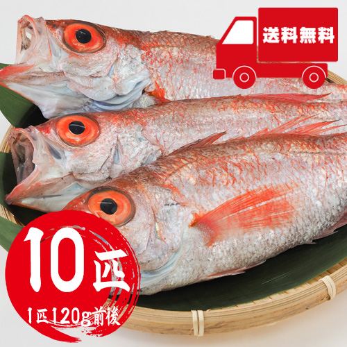 【送料無料】 香住産 のどぐろ 10匹 冷凍 ウロコ・内臓処理済 [お中元 お歳暮 母の日 父の日 敬老の日 ギフト]